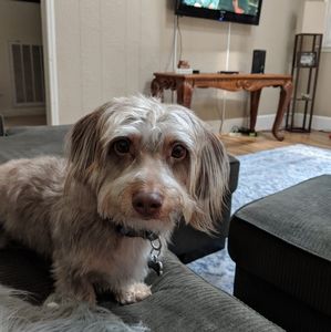 Meet your Posher, Missy